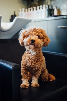 Foto van Olive, de Maltipoo van Salon Couleur